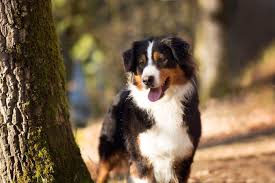 La fibre des animaux m'est venue depuis toute petite (au détriment de mes parents :d ). Chien Berger Australien Du Temple De Pales Elevage Famillial De Bergers Australiens