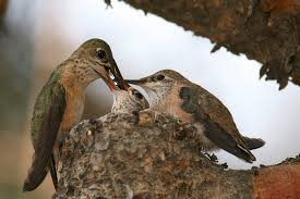 Image result for hummingbird reproduction