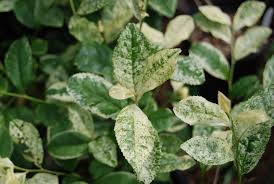 Image result for Camellia sinensis