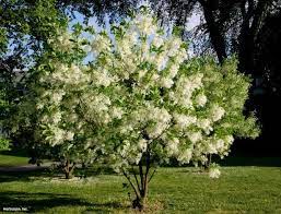 Fringe Tree Fringe Tree Small City Garden Trees For Front Yard