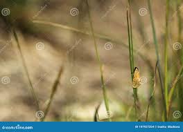 Image result for Setina roscida