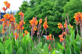 The flowers usually bloom during spring and summer, but you must wait patiently since this plant is slow to grow. How To Prevent And Treat Rust On Canna Plants Gardener S Path