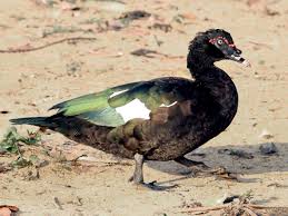 Ne ratez aucune info concernant le transfert de alexandre pato durant toute l'année et surtout pendant le mercato. Pato Real Ebird Colombia