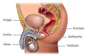 Resultado de imagen para prostata anatomia