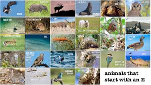 The african animals on this list are some of the most common you will see, although i would not expect to see all of them, especially on your first safari! Animals That Start With An E Animal Alphabet