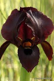 Iris Atropurpurea Iris Wild Flowers Flower Garden