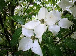 Maybe you would like to learn more about one of these? Dogwood Asian Shrub Free Photo On Pixabay
