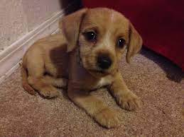 They can be an array of colors and coats. Pin On Puppy Time
