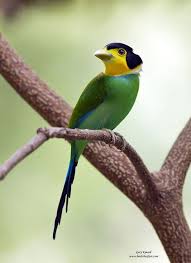 Long Tailed Broadbill Psarisomus Dalhousiae Beautiful Birds Nature Birds Pet Birds