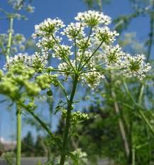 We did not find results for: Poison Hemlock Identification And Control Conium Maculatum King County