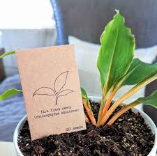 Image result for Chlorophytum filipendulum