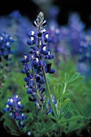 We did not find results for: Royalty Free Photo Shallow Focus Photography Of Purple Flowers Pickpik