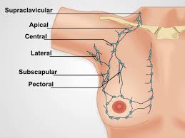Lymph Node Exam Protocol Translated To German