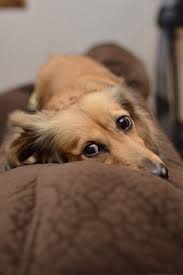 Black And Tan Reverse Dapple Dachshund Ottillia Grendox Otillia S Got It Going On Born 12 14 12 Weighs 14lbs Dachshund Breed Golden Retriever Dachshund