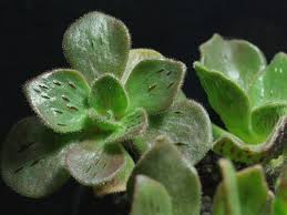 Image result for Smithia elliotii