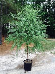 Image result for Salix babylonica