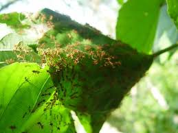 Image result for Alchornea cordifolia