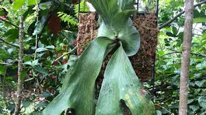 Image result for Platycerium stemaria