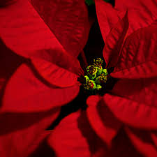 Cats and poisonous flowers and plants. The Not So Deadly Poinsettia Finegardening