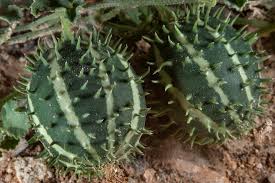 Image result for Cucumis prophetarum