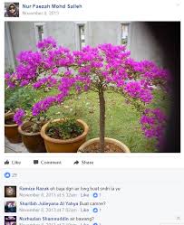 Tabur sekeliling pasu jauh dari pangkal pokok untuk elak batang pokok lecur. 10 Baja Teruji Dan Terbukti Mujarab Buat Pokok Kertas Gila Bunga Impiana