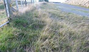 Image result for Sporobolus africanus