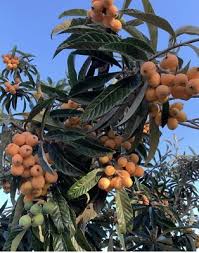 Image result for Eriobotrya