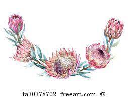 Freeart Fa9726956 Protea Art Protea Flower Wreath Illustration