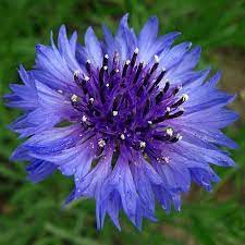 Pin On Blue And White Garden
