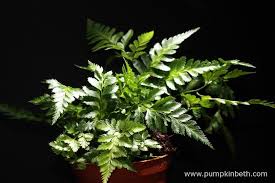 Image result for Rumohra