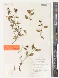 Image result for Nothosaerva