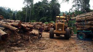 Karena di daerah itulah terdapat banyaknya hutan hutan. Tangkap Penebang Kayu Di Hutan Selamatkan Hutan Hujan