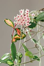 Image result for hoya plant flower