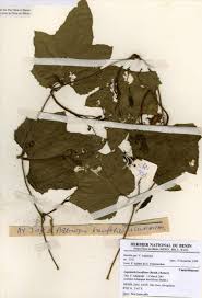 Image result for Lagenaria breviflora