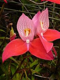 Image result for Disa ochrostachya