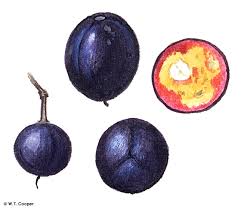 Image result for Scolopia