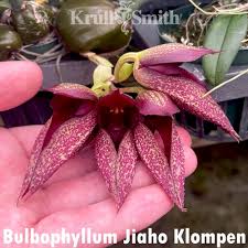Image result for Bulbophyllum X chikukwa