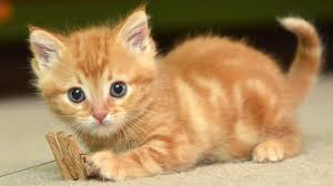 Explore › hd wallpapers › cute › cat. Cute Cat Desktop Wallpaper 2021 Cute Wallpapers