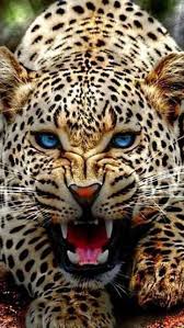 Download Jaguar Face Wallpaper By Xhani Rm 0f Free On Zedge Now Browse Millions Of Popula Animal Photography Wildlife Wild Animal Wallpaper Jaguar Animal
