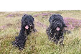 pin von doris junge auf schwarzer russischer terrier schwarzer russischer terrier russischer terrier