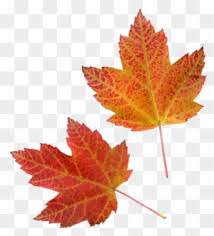 Sign in to leave a comment. Falling Leaves Gif Transparent Grape Leaf Gif Transparent Free Transparent Png Clipart Images Download