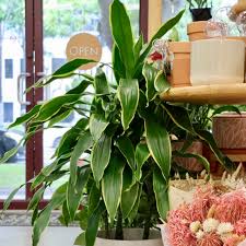 Image result for Dracaena fragrans