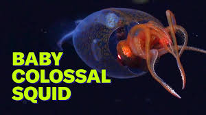 See the first colossal squid ever caught on camera