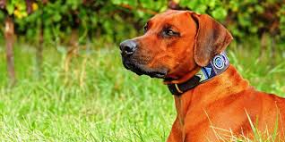 Son razas de perros guardianes fuertes, en ocasiones de color blanco, negro o marrones, destacan por ser confiables que puedes encontrar. 4 Razas De Perro En Peligro De Extincion