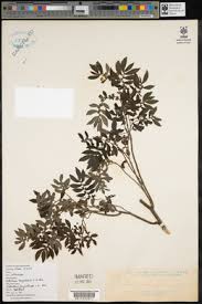 Image result for Elatostema monticola