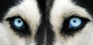 Husky Appearance Eyes Coat Color Breed Tails Of The