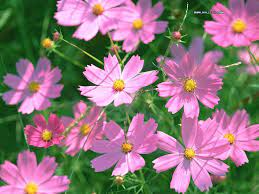 180231hrf Jpg 1024 768 Pixels Cosmos Flowers Cosmos Flower Pictures Summer Flowers