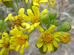 Premium fresh cut flowers carefully picked for you by our trustworthy partners. Oak Creek Ragwort Packera Quercetorum