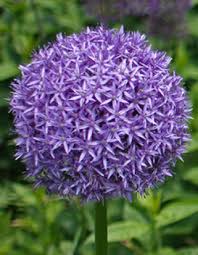 Flowers bulbs for sale online. Flower Bulbs For Sale Buy Dutch Flower Bulbs Online