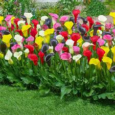 Calla Lily Bulbs Mixed Calla Lilies From K Van Bourgondien